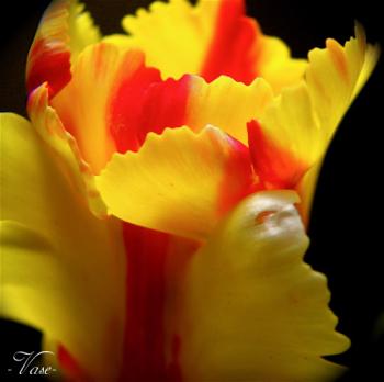 <img350*0:stuff/weetpcvase.jpg>