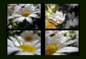 <img288*0:stuff/weflowers_new_SMALL%20copy.jpg>