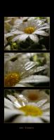 <img77*0:stuff/wetflowers%20copy.jpg>