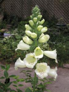<img0*300:stuff/white%20foxglove%201.jpg>