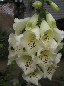 <img0*300:stuff/white%20foxglove%202.jpg>