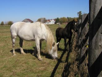 <img0*250:stuff/white%20mare%20blk%20colt.jpg>