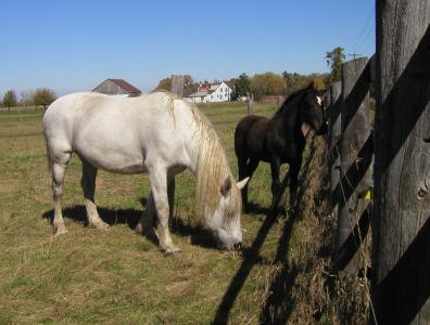 <img0*300:stuff/white%20mare%20blk%20colt.jpg>