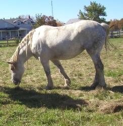 <img0*250:stuff/white%20mare.jpg>