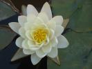 <img0*100:stuff/white_waterlily.jpg>
