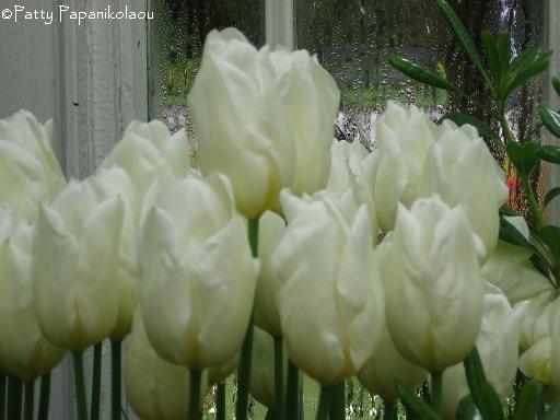 <img:stuff/whitetulips.jpg>