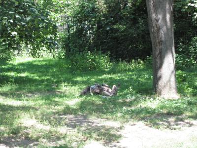 <img0*300:stuff/wild_dog.jpg>