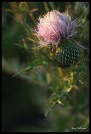 <img300*0:http://elftown.heddate.com/stuff/wild_flower%2c_purple.jpg>