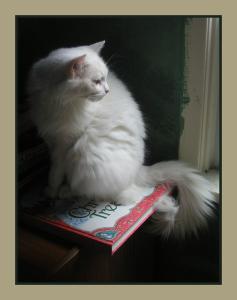 <img0*300:stuff/window%20watchin.jpg>