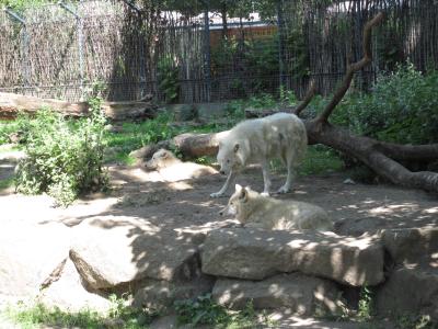 <img0*300:stuff/wolf_wolves.jpg>