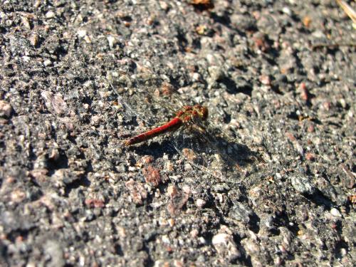 <img500*375:stuff/x67bnvb.jpg>