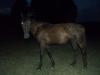 Black Rain- TW Mare