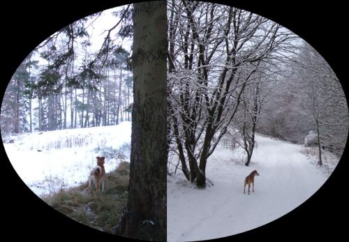 <img500*347:stuff/xHJ7856.jpg>