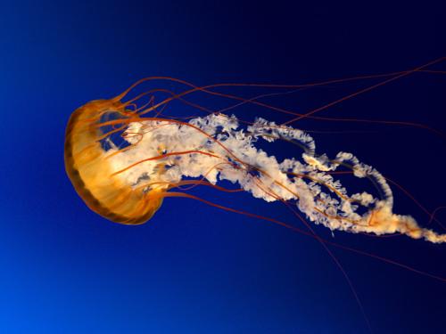 <img500*375:stuff/xLZ34SD.jpg>