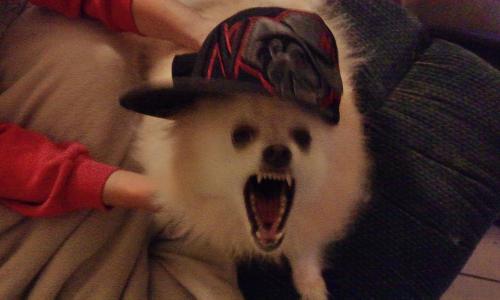 <img500*300:stuff/xLZ78ty.jpg>