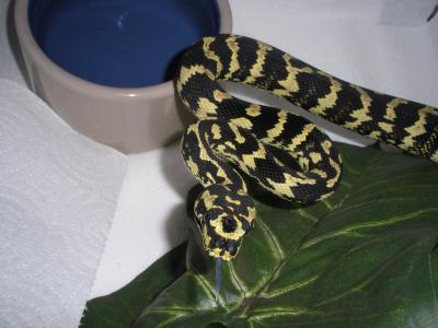 <img400*0:http://elftown.heddate.com/stuff/xOPuizx.jpg>