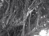xklRTBN