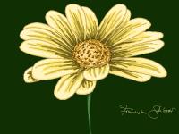 <img200*0:stuff/yellow%20flower1%20copy.gif>