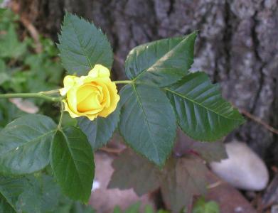 <img0*300:stuff/yellow%20rose%201.jpg>