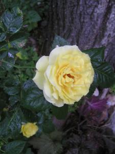 <img0*300:stuff/yellow%20rose%202.jpg>