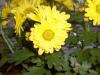 <img100*0:http://elftown.heddate.com/stuff/yellowflowersharky.jpg>