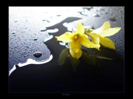 <img266*0:stuff/yellowlost%20copy.jpg>
