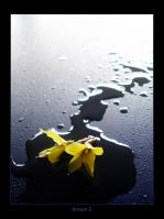 <img149*0:stuff/yellowlost2%20copy.jpg>