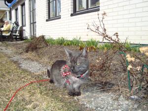 <img300*0:stuff/z/1/2009-04-12.lilo/DSC01800.JPG>
