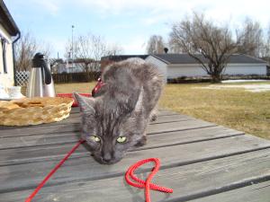 <img300*0:stuff/z/1/2009-04-12.lilo/DSC01819.JPG>