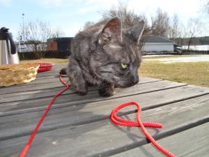 <img300*0:stuff/z/1/2009-04-12.lilo/DSC01820.JPG>