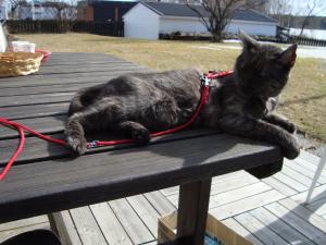 <img300*0:stuff/z/1/2009-04-12.lilo/DSC01827.JPG>