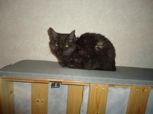 <img300*0:stuff/z/1/2013-06-07/DSC08466.JPG>