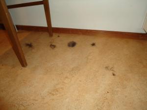 <img300*0:stuff/z/1/After%2520Catfight/dsc02766.jpg>