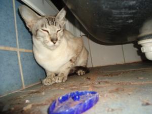 <img300*0:stuff/z/1/After%2520Catfight/dsc02771.jpg>