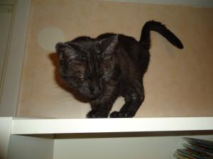<img300*0:stuff/z/1/After%2520Catfight/dsc02772.jpg>