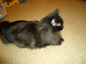 <img300*0:stuff/z/1/After%2520Catfight/dsc02775.jpg>