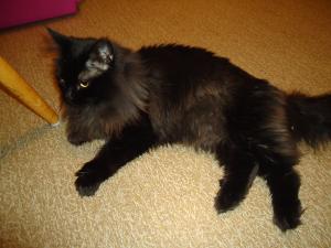 <img300*0:stuff/z/1/After%2520Catfight/dsc02776.jpg>
