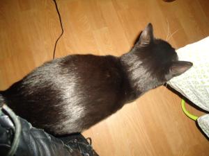<img300*0:stuff/z/1/Anders24/dsc03585.jpg>