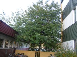 <img300*0:stuff/z/1/Autumn%2520tree%2520photo%2520reference/p1010001.jpg>