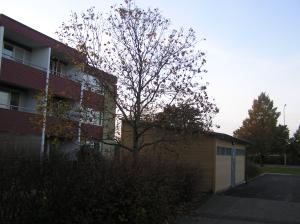 <img300*0:stuff/z/1/Autumn%2520tree%2520photo%2520reference/p1010002.jpg>
