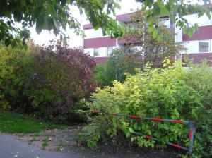 <img300*0:stuff/z/1/Autumn%2520tree%2520photo%2520reference/p1010004.jpg>