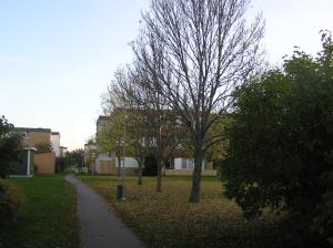 <img300*0:stuff/z/1/Autumn%2520tree%2520photo%2520reference/p1010005.jpg>