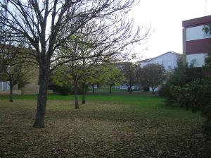 <img300*0:stuff/z/1/Autumn%2520tree%2520photo%2520reference/p1010006.jpg>