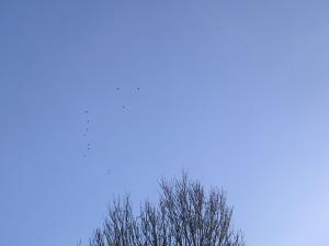<img300*0:stuff/z/1/Autumn%2520tree%2520photo%2520reference/p1010007.jpg>