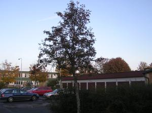 <img300*0:stuff/z/1/Autumn%2520tree%2520photo%2520reference/p1010009.jpg>