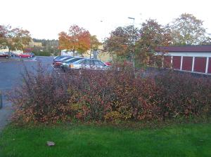 <img300*0:stuff/z/1/Autumn%2520tree%2520photo%2520reference/p1010014.jpg>