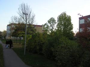 <img300*0:stuff/z/1/Autumn%2520tree%2520photo%2520reference/p1010016.jpg>