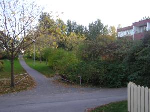 <img300*0:stuff/z/1/Autumn%2520tree%2520photo%2520reference/p1010020.jpg>