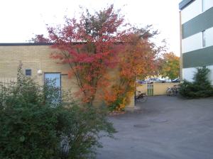 <img300*0:stuff/z/1/Autumn%2520tree%2520photo%2520reference/p1010021.jpg>