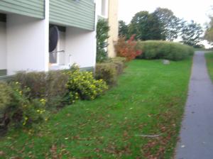 <img300*0:stuff/z/1/Autumn%2520tree%2520photo%2520reference/p1010022.jpg>